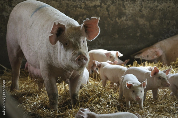 Obraz Siać z prosiętami