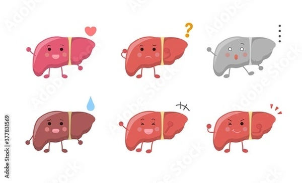 Fototapeta Human organs liver, expressions and actions set