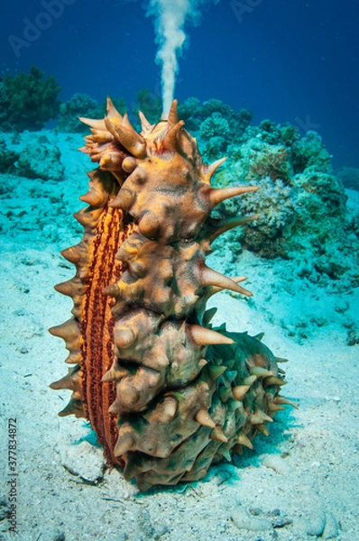Obraz Sea cucumber spawning in an upright position