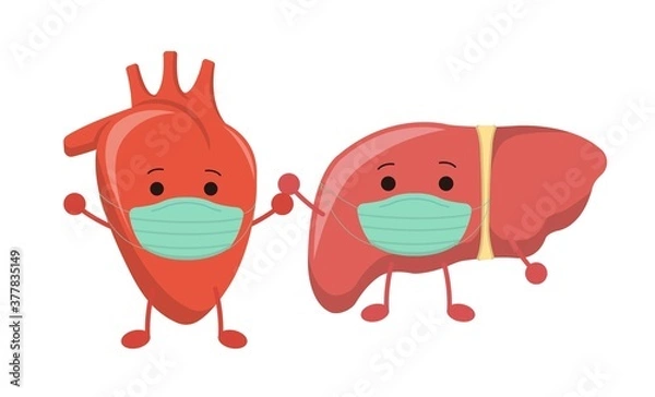 Fototapeta Organ wearing a mask, heart and liver, illustration icon cartoon character, vector flat design, isolated on white background