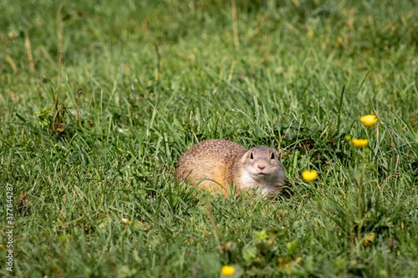 Fototapeta Ground Squirrel