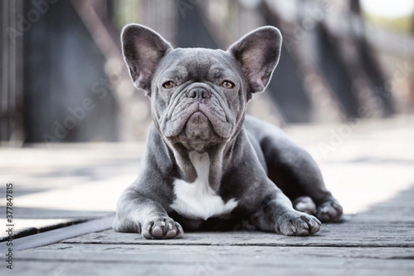 Obraz Französische Bulldogge