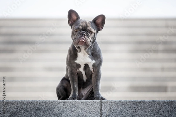 Obraz Französische Bulldogge