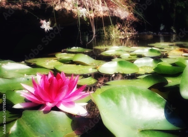 Obraz Soft focus close up of Pink lily flower 