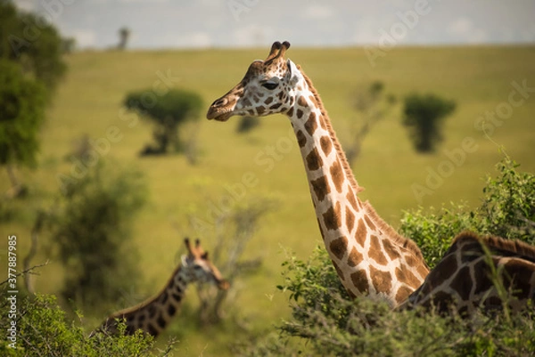 Obraz Szczegół żyrafy Rothschilda w słoneczny dzień w Parku Narodowym Murchison Falls w Ugandzie