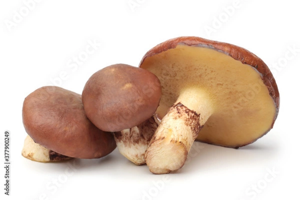 Fototapeta Suillus luteus mushrooms