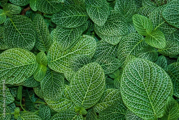 Obraz Foliage