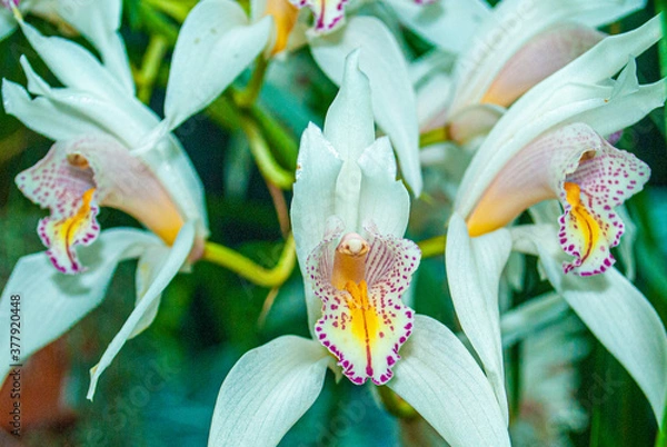 Obraz  Christmas orchid