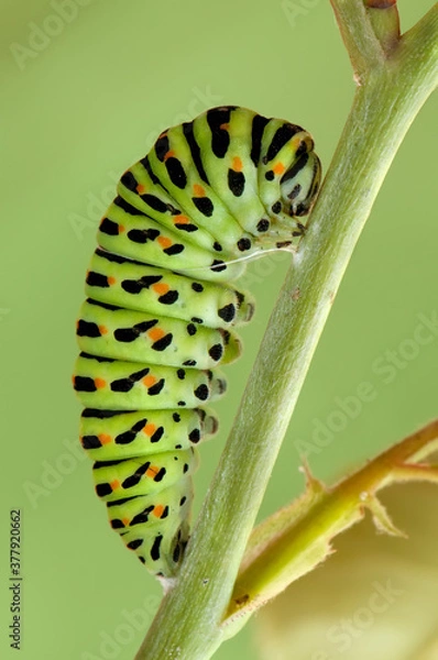 Obraz butterfly caterpillar Papilio machaon on a forest plant on a summer day