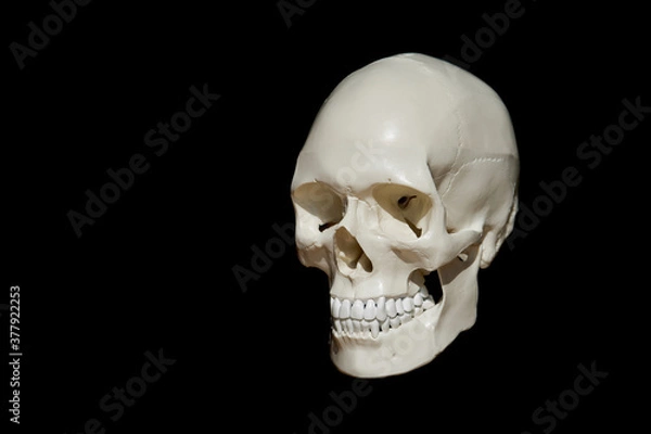 Obraz Human skull portrait