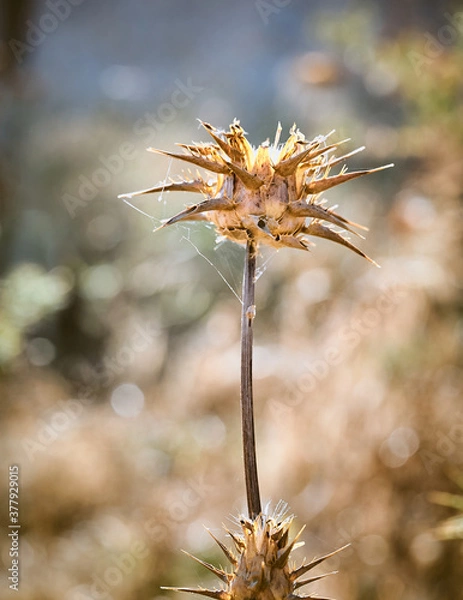 Obraz Naturaleza robusta 