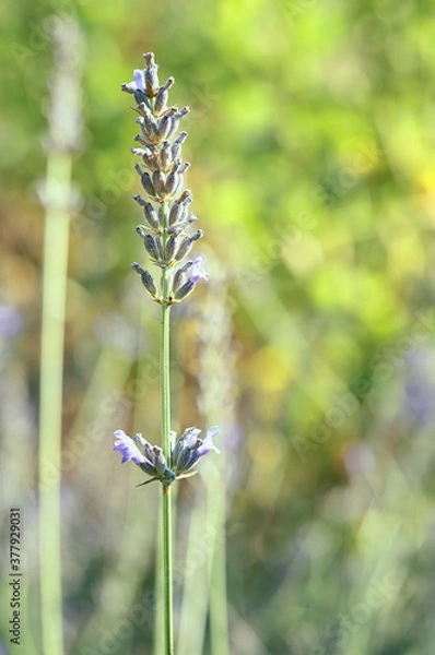 Obraz Entre tantas tu