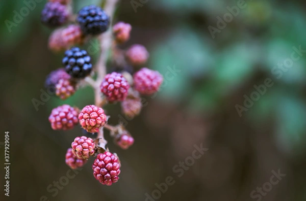 Obraz Frutos del bosque 2