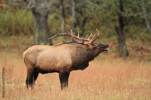 Obraz Bull Elk