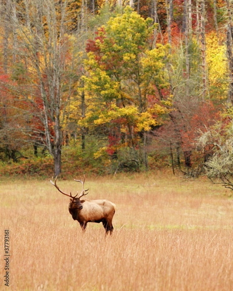 Obraz Fall Elk