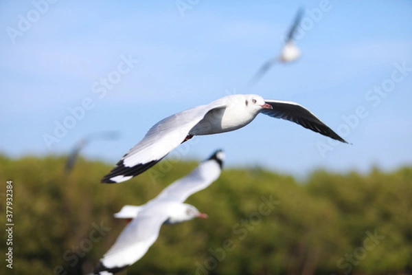 Obraz seagull flying in the sky