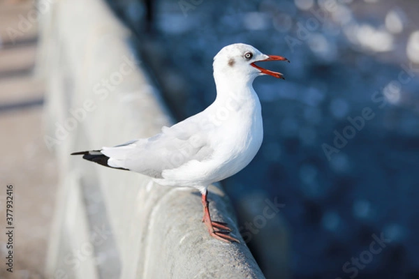 Obraz seagull on the beach