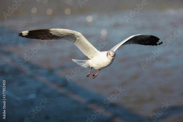 Obraz seagull on the beach