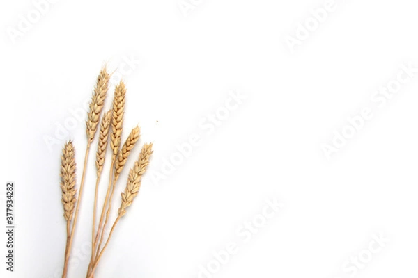 Obraz ears of wheat isolated on white background flat lay
