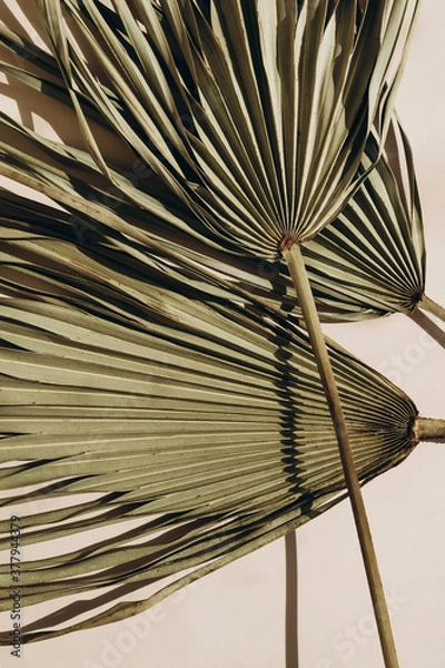Obraz Summer sunlight creative background with palm leaves on beige. Monochrome.