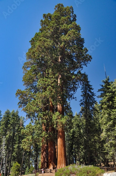 Obraz Sequoia Tree