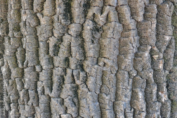 Fototapeta Texture Tree