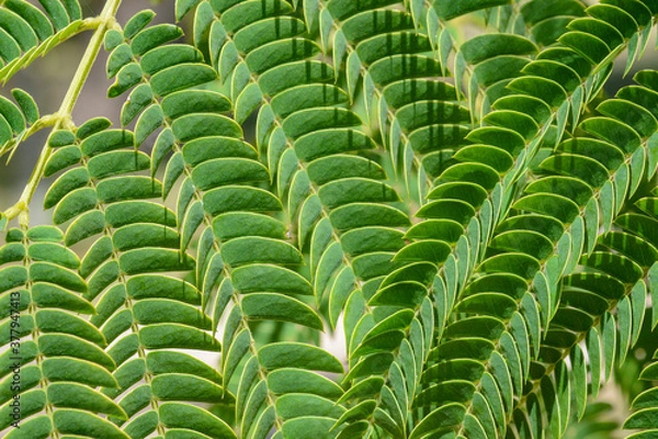 Fototapeta Texture Tree