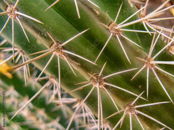 Fototapeta Cactus