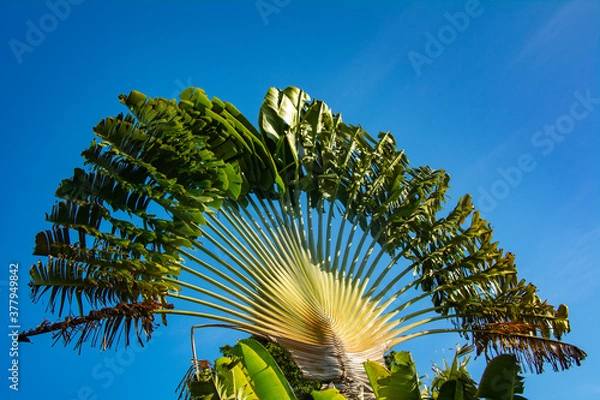 Fototapeta Palm Tree