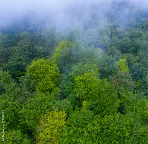 Fototapeta Beech forest in the surroundings of the Sierra de Hornijo near Ramales de la Victoria in the Autonomous Community of Cantabria. Spain, Europe