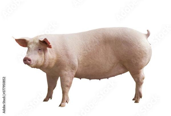 Obraz świnie hodowlane