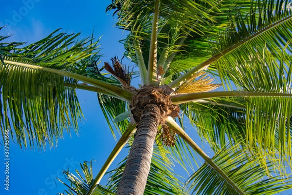 Fototapeta Palm Tree