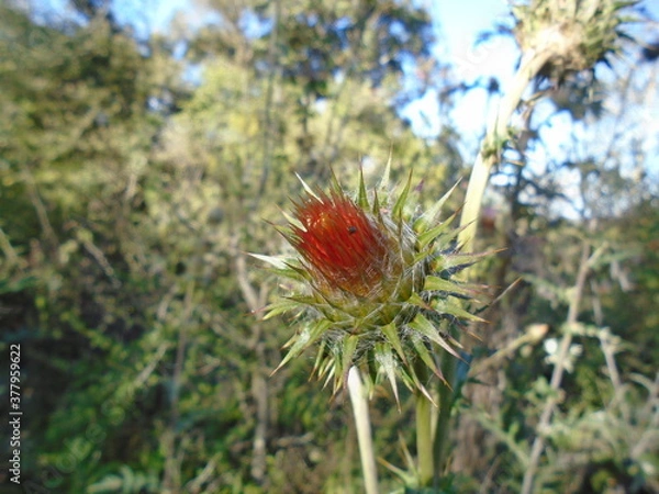 Obraz Its Sweet Home