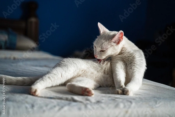 Fototapeta Cat on the bed