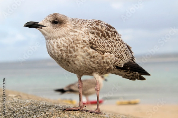 Fototapeta A view of a Herring Gull on the ground