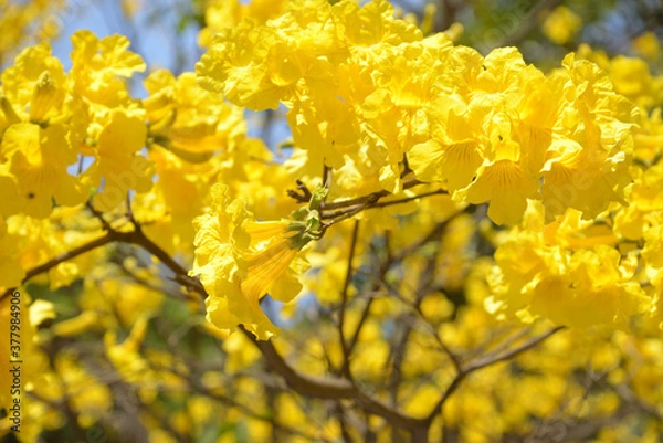 Fototapeta Ippe Amarello in full bloom
