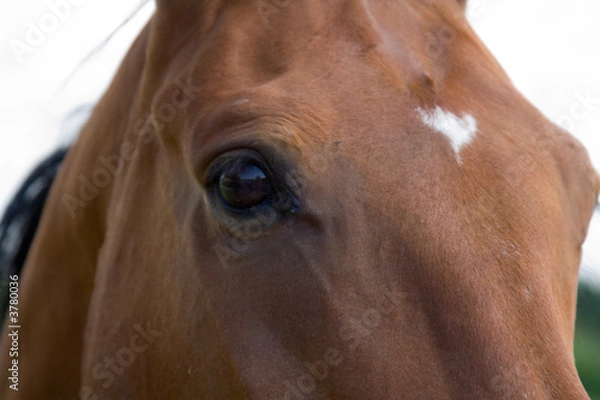 Obraz Pferdeportrait
