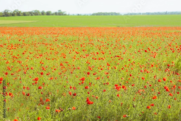 Obraz Beautiful red poppy flowers in field