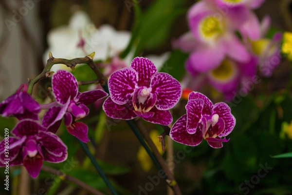 Obraz purple orchid flower