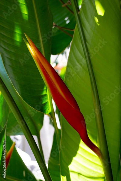 Obraz tropical flower