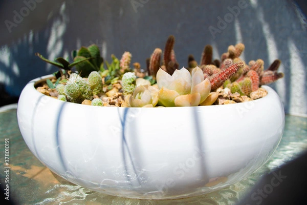 Obraz cactus in a pot