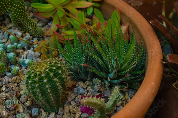 Obraz cactus in a pot