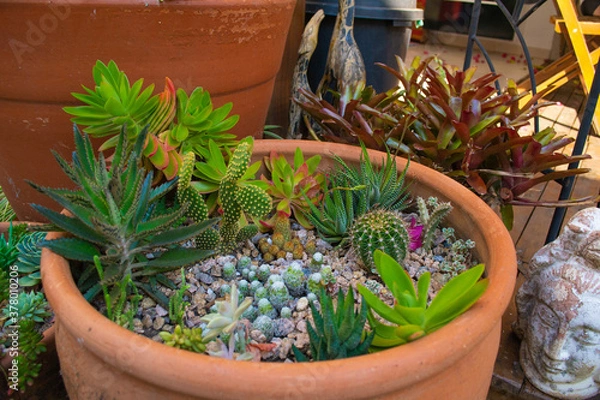 Obraz cactus in a pot