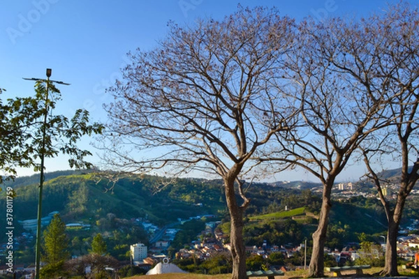 Obraz trees in spring