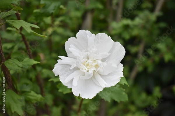 Fototapeta 道端に咲くムクゲ