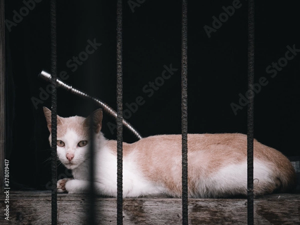 Fototapeta cat in cage