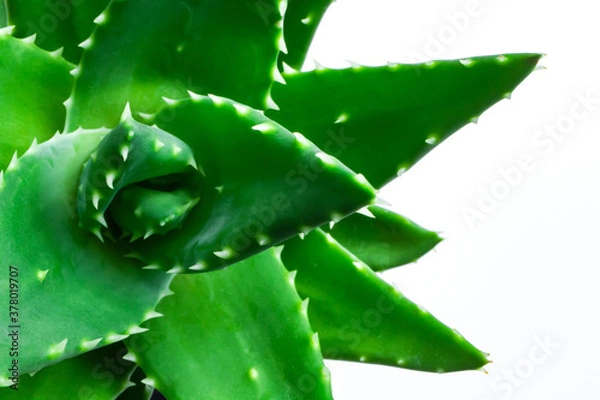 Fototapeta アロエ　多肉植物　白背景