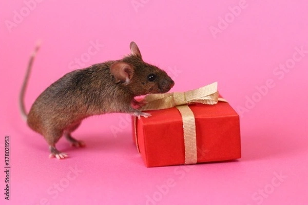 Obraz ネズミとプレゼント