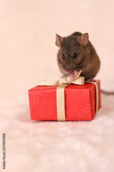 Obraz ネズミとプレゼント
