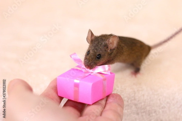 Obraz ネズミとプレゼント